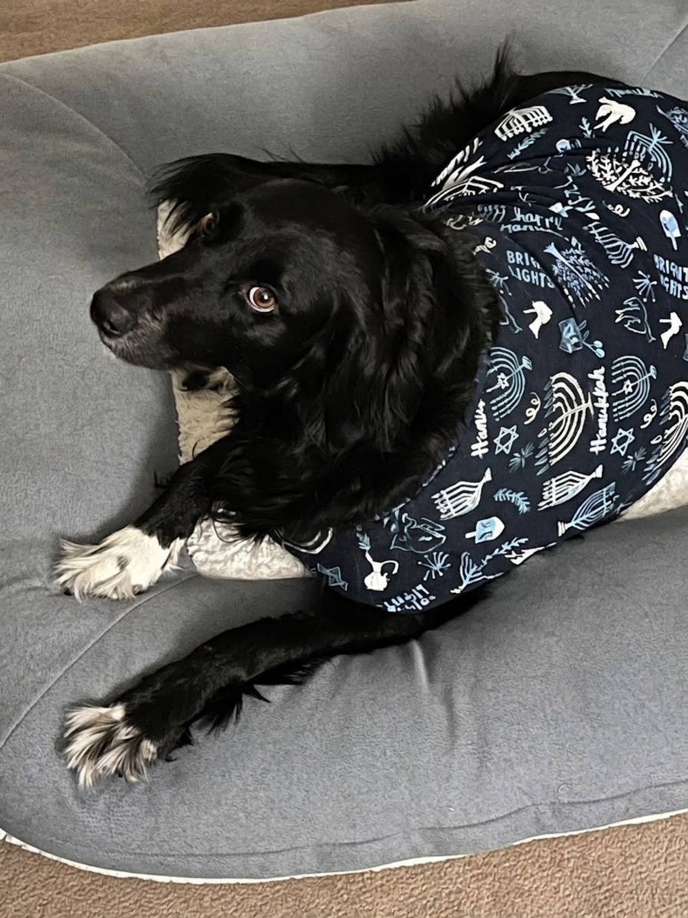 Target Hanukkah Dog Pajamas Onesie - Size XXL